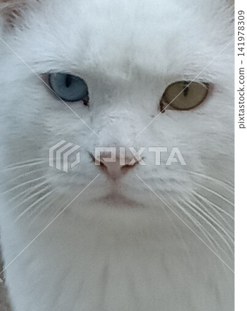 White cat, odd-colored eyes, boss cat White cat, odd-colored eyes, boss cat 141978309