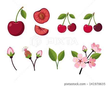 Botanical illustration set of ripe red cherries in whole, halved, and paired forms, along with cherry leaves, flower buds, blossoms, and flowering branches, arranged on a white background. Botanical illustration set of ripe red cherries in whole, halved, and paired forms, along with cherry leaves, flower buds, blossoms, and flowering branches, arranged on a white background. 141978635