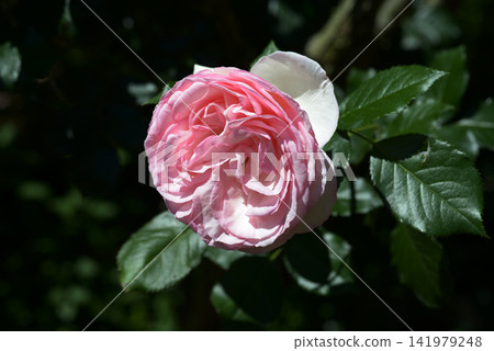 Pierre de Ronzar Rose Flower Pierre de Ronzar Rose Flower 141979248