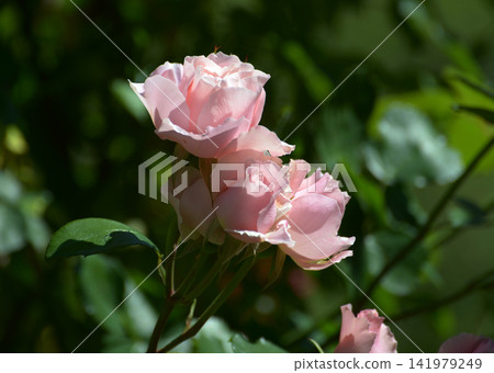 Pink rose flower Pink rose flower 141979249