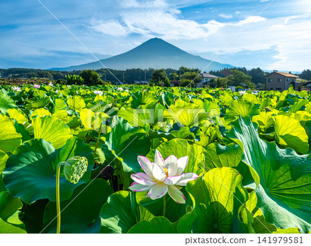 蓮花田和富士山 蓮花田和富士山 141979581