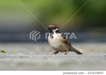 Close-up of a sparrow standing on the ground Close-up of a sparrow standing on the ground 141979697