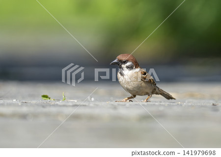 A sparrow standing on the ground with a vast, empty background. A sparrow standing on the ground with a vast, empty background. 141979698
