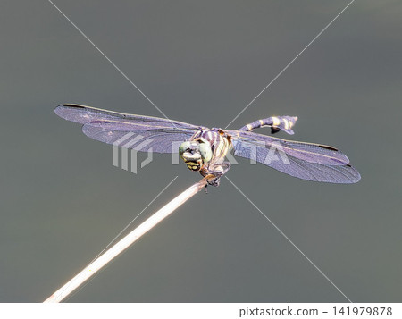A dragonfly, *Anax parthenope*, perches on the tip of a branch and spreads its wings. A dragonfly, *Anax parthenope*, perches on the tip of a branch and spreads its wings. 141979878