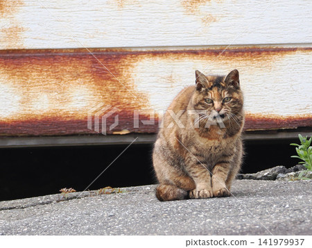 A cat standing in front of the garage A cat standing in front of the garage 141979937
