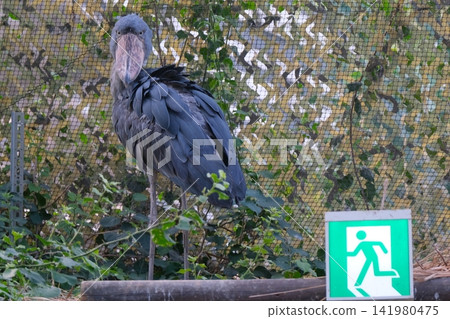A shoebill stork staring intently at a guide light. A shoebill stork staring intently at a guide light. 141980475