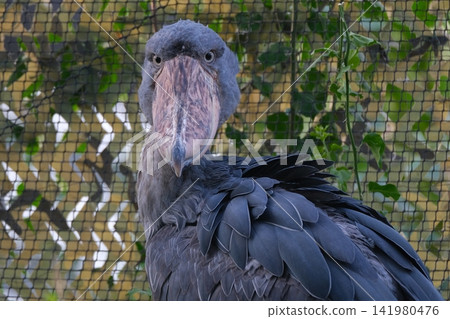 Staring Shoebill Staring Shoebill 141980476