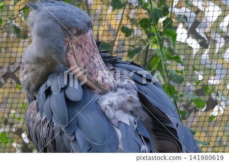 Shoebill's nictitating membrane Shoebill's nictitating membrane 141980619