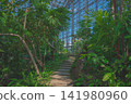 熱帶植物溫室內的樓梯間 141980960