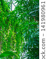 熱帶植物溫室內植物生長茂盛 141980961