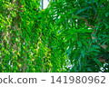 熱帶植物溫室內植物生長茂盛 141980962