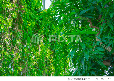 熱帶植物溫室內植物生長茂盛 熱帶植物溫室內植物生長茂盛 141980962