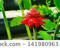 熱帶植物溫室裡盛開的紅花 141980963