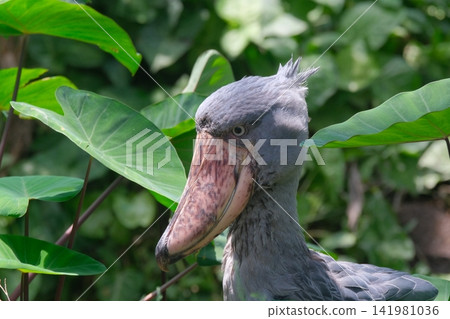 Shoebill face up Shoebill face up 141981036