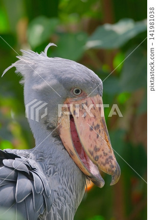 Shoebill face up Shoebill face up 141981038