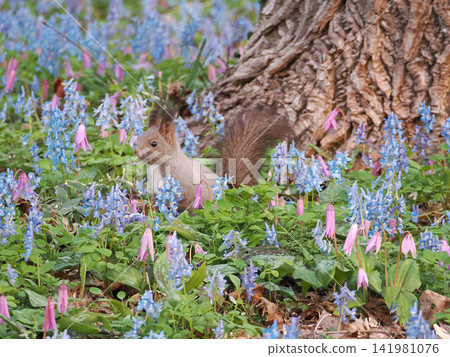 紫堇（Corydalis ambigua）、日本延胡索花（Erythronium japonicum flowers）和一隻北海道松鼠 141981076