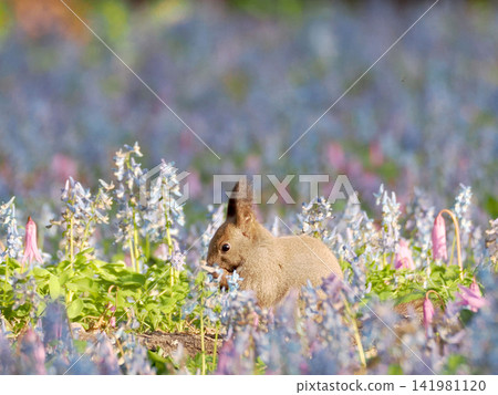 Corydalis ambigua, Erythronium japonicum flowers, and a Hokkaido squirrel Corydalis ambigua, Erythronium japonicum flowers, and a Hokkaido squirrel 141981120