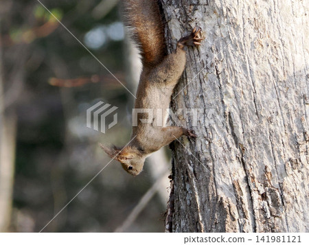 A Hokkaido squirrel blending in with the tree trunk. A Hokkaido squirrel blending in with the tree trunk. 141981121