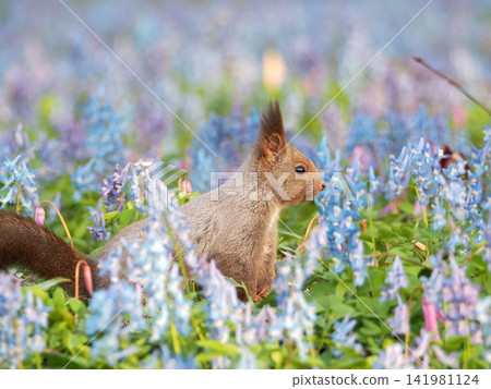 紫堇(Corydalis ambigua)、日本延胡索花(Erythronium japonicum flowers)和一隻北海道松鼠 紫堇(Corydalis ambigua)、日本延胡索花(Erythronium japonicum flowers)和一隻北海道松鼠 141981124