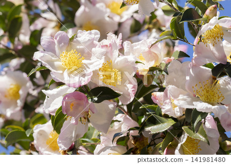 Sasanqua flowers Sasanqua flowers 141981480