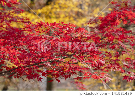 Autumn leaves of maple Autumn leaves of maple 141981489