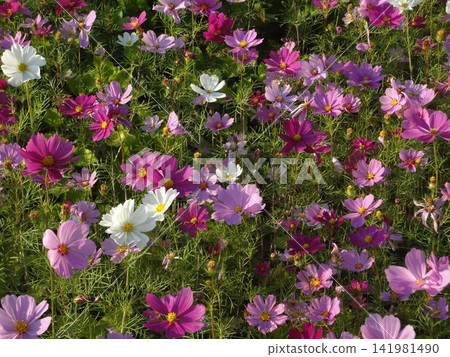 Cosmos flower field Cosmos flower field 141981490