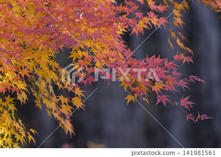 Autumn leaves of maple Autumn leaves of maple 141981561