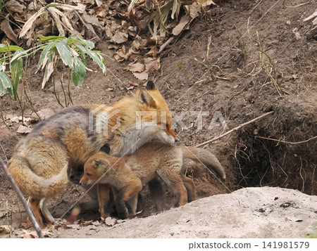 The little fox that came out with its mother The little fox that came out with its mother 141981579