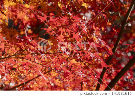 Autumn leaves of maple Autumn leaves of maple 141981615