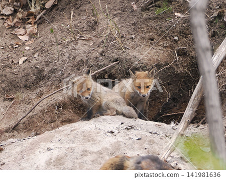 A fox cub waits for its mother in front of the nest. A fox cub waits for its mother in front of the nest. 141981636