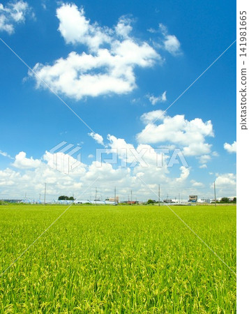 A scene of ripening rice fields in the suburbs of the Tokyo metropolitan area on a scorching hot summer day. A scene of ripening rice fields in the suburbs of the Tokyo metropolitan area on a scorching hot summer day. 141981665