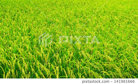 A scene of ripening rice fields in the suburbs of the Tokyo metropolitan area on a scorching hot summer day. A scene of ripening rice fields in the suburbs of the Tokyo metropolitan area on a scorching hot summer day. 141981666