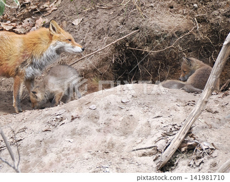 The little fox that came out with its mother The little fox that came out with its mother 141981710