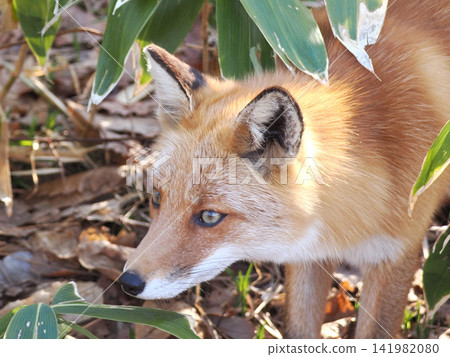 Portrait of the red fox Portrait of the red fox 141982080