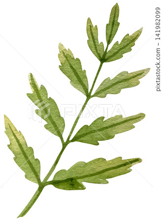 Watercolor Green Foliage with Serrated Leaves Isolated Element 141982099