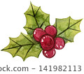 Watercolor Holly Berries and Leaves Illustration for Christmas Wreath 141982113