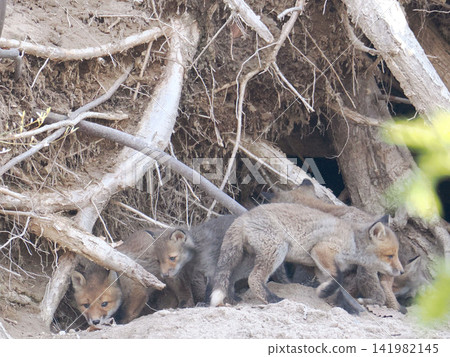 A fox cub waits for its mother in front of the nest. A fox cub waits for its mother in front of the nest. 141982145