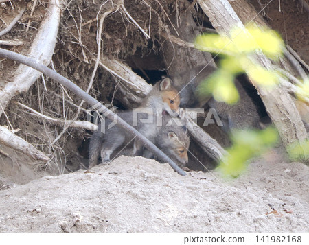 A fox cub waits for its mother in front of the nest. A fox cub waits for its mother in front of the nest. 141982168