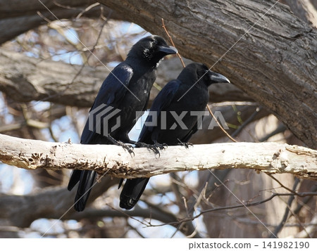 Two crows side by side Two crows side by side 141982190