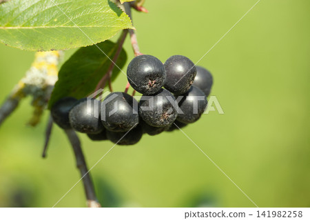 Dark Aronia berries cluster on a branch with green leaves and blurred background Dark Aronia berries cluster on a branch with green leaves and blurred background 141982258