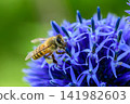 Honeybees and Euonymus alatus 141982603