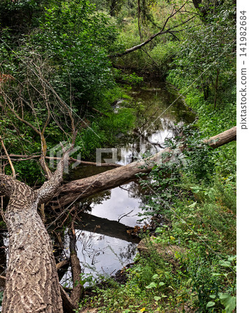 Fallen Tree Trunks Across Forest Creek With Reflections Fallen Tree Trunks Across Forest Creek With Reflections 141982684