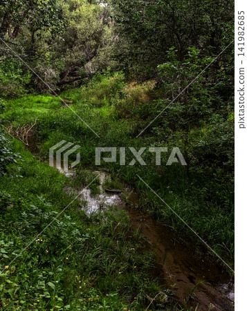 Winding Forest Creek Flowing Through Lush Green Grass Winding Forest Creek Flowing Through Lush Green Grass 141982685