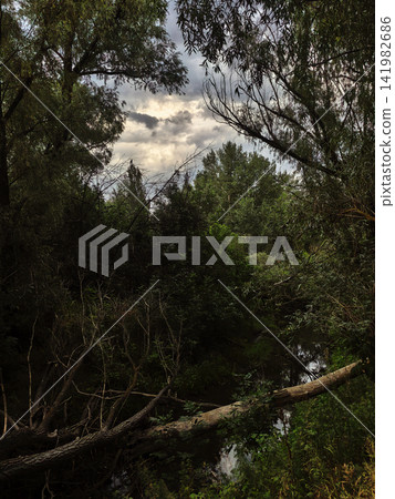 Dark Forest Creek Beneath Dramatic Cloudy Evening Sky Dark Forest Creek Beneath Dramatic Cloudy Evening Sky 141982686