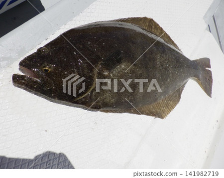 捕獲的比目魚 捕獲的比目魚 141982719
