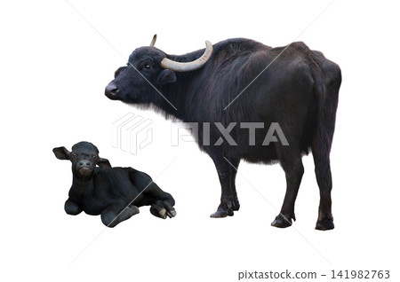 carpathian buffalo and litle buffalo isolated on a white background carpathian buffalo and litle buffalo isolated on a white background 141982763