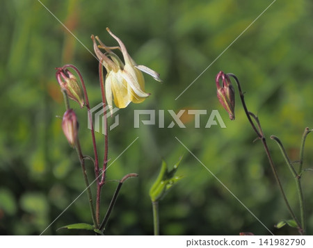 草地上盛開的耬斗菜 草地上盛開的耬斗菜 141982790