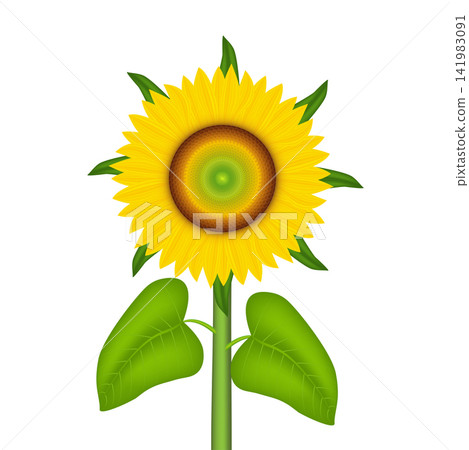 Realistic sunflower head with yellow petals and seeds inside close up view. Source of vegetable oil. natural bloom sunflower. Realistic sunflower head with yellow petals and seeds inside close up view. Source of vegetable oil. natural bloom sunflower. 141983091