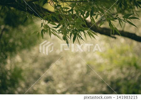 Ambient muted green willow tree leaves framing a soft blurred summer bokeh background with copy space Ambient muted green willow tree leaves framing a soft blurred summer bokeh background with copy space 141983215