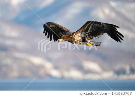 White-tailed eagle soaring with Mount Rausu in the background (02) White-tailed eagle soaring with Mount Rausu in the background (02) 141983767